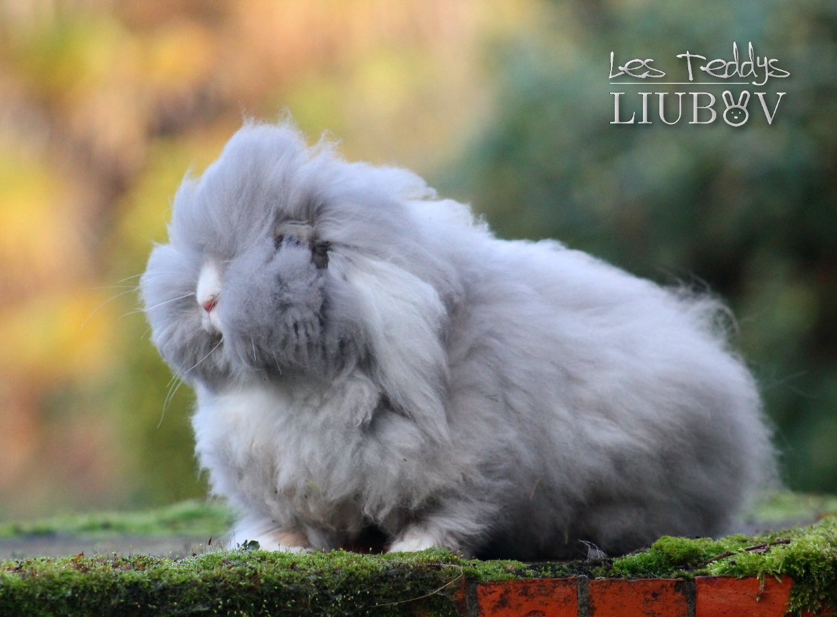 lapin bélier angora