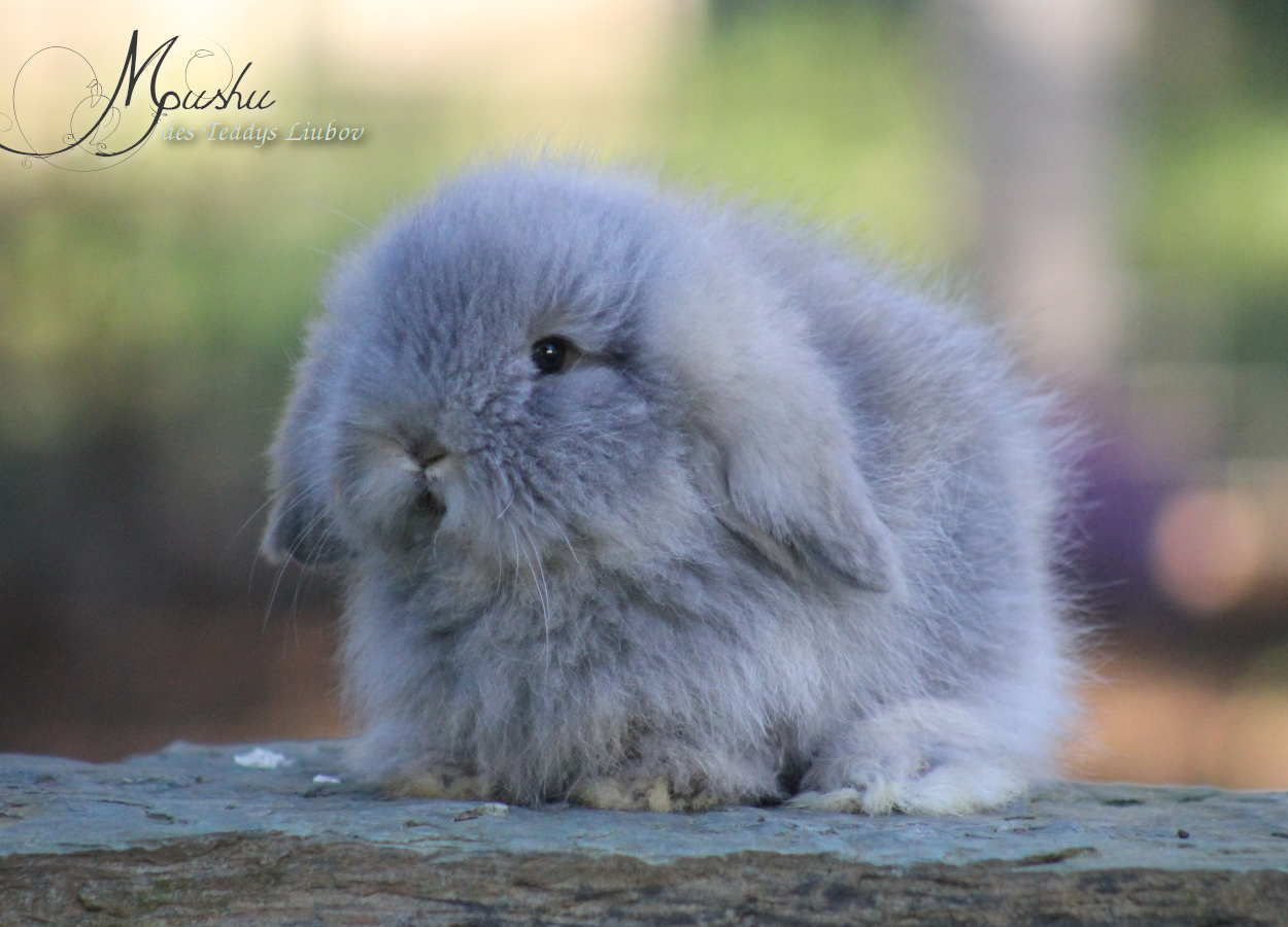 lapin bélier angora