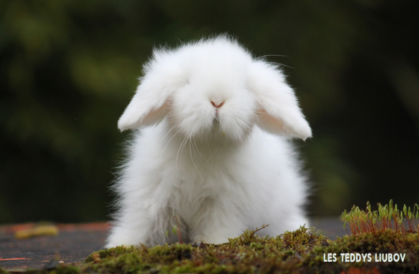 lapin blanc bélier angora