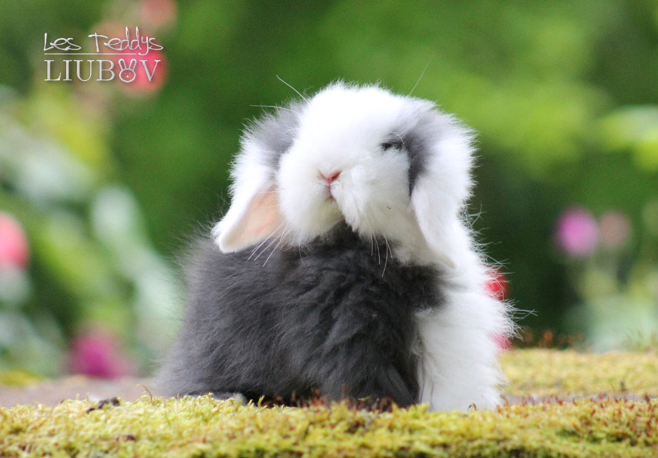 lapin belier angora teddywidder