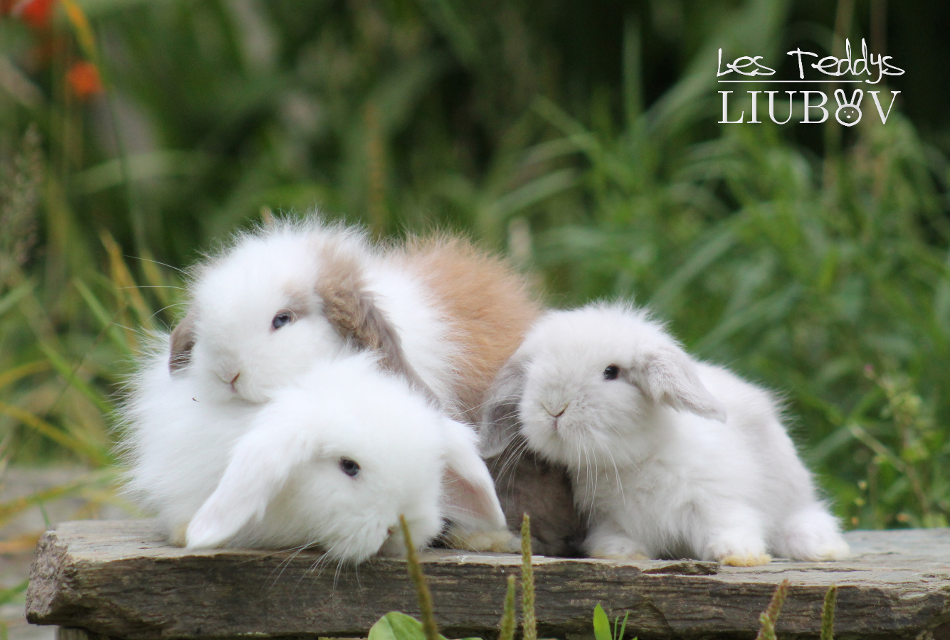 Les 3 bébés