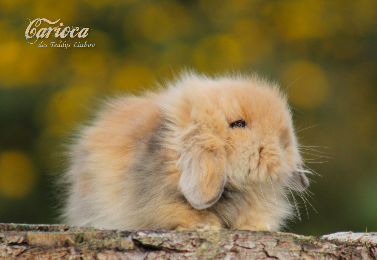 Lapin angora