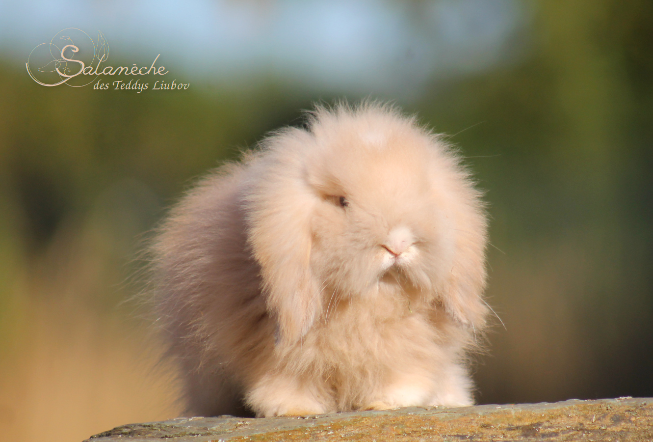 Lapin bélier angora