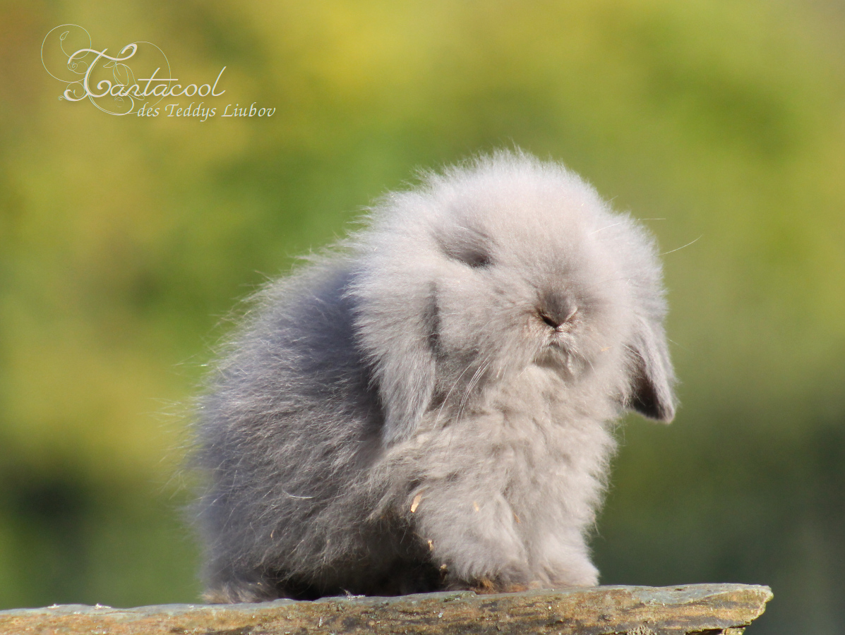 lapin bélier angora