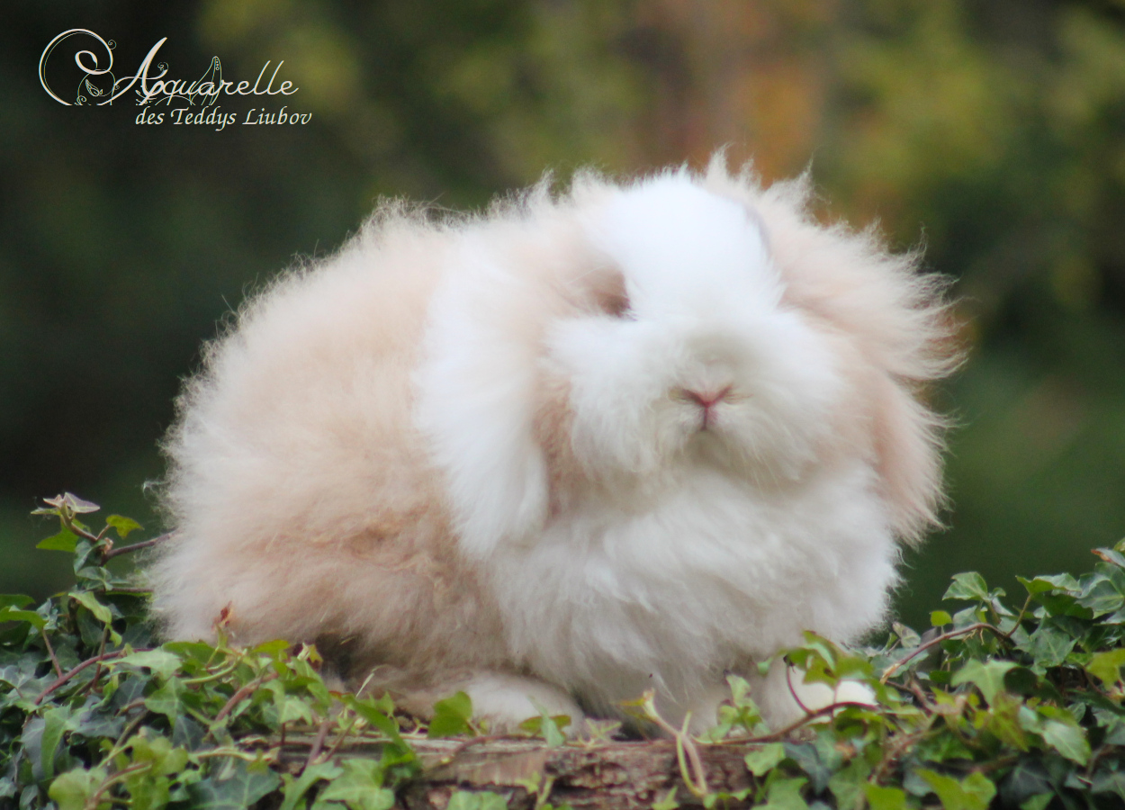 lapine angora japonaise