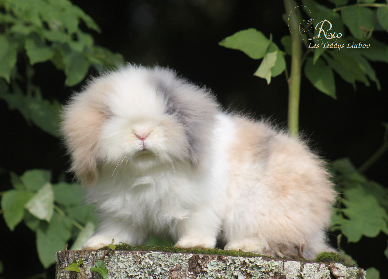 lapin angora