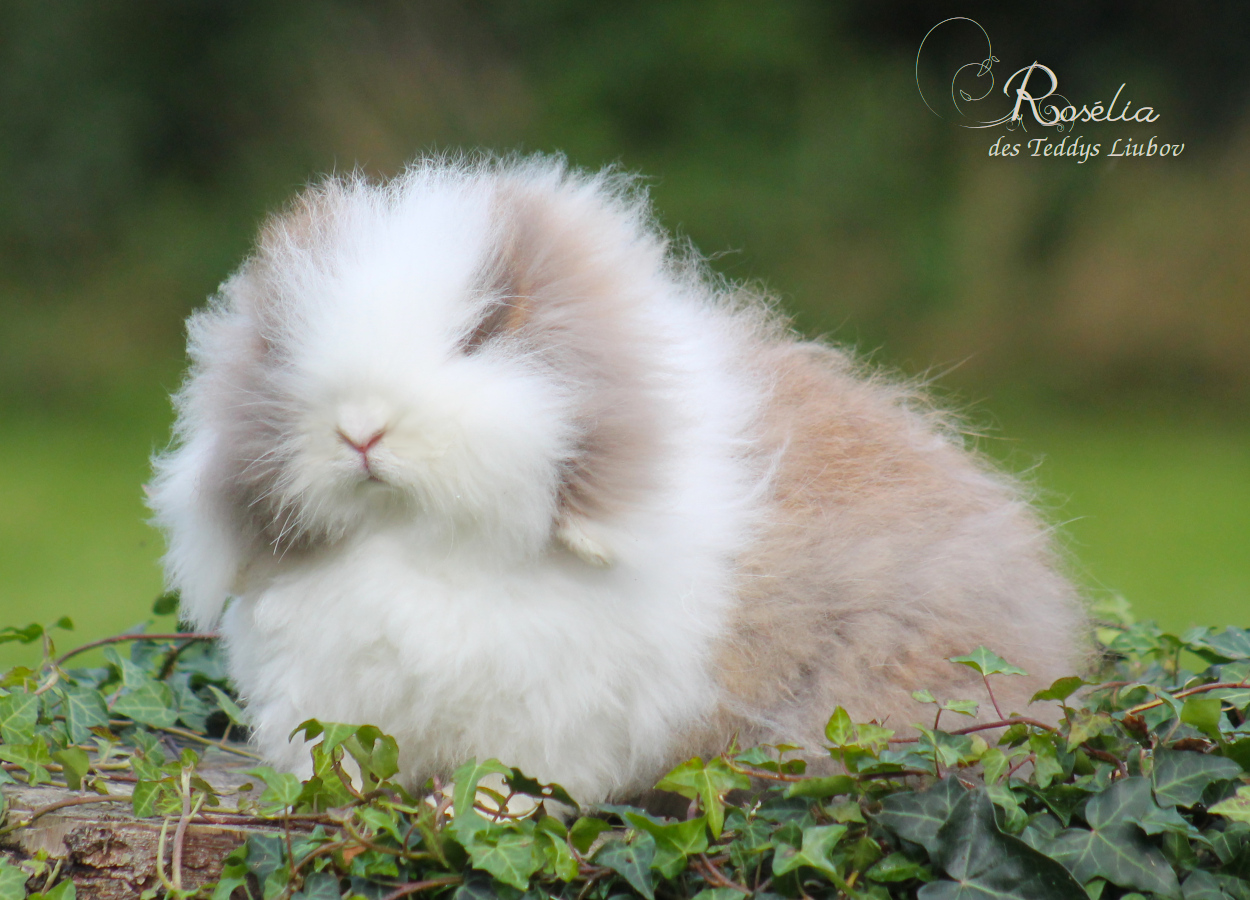 lapin angora chocolat