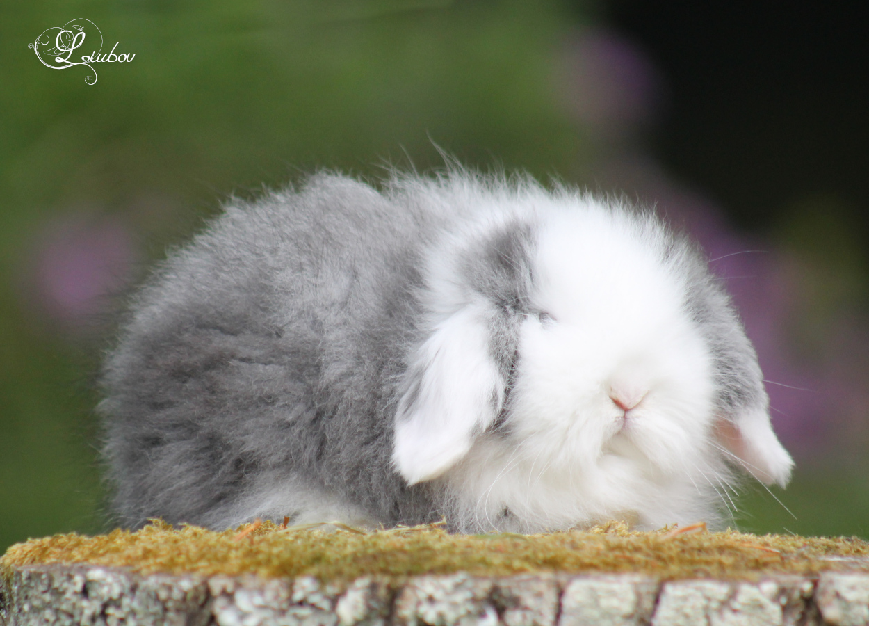 lapin chinchilla