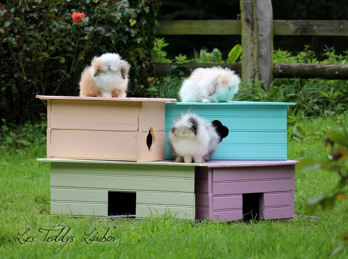 lapin angora cabane