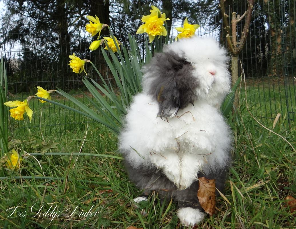 lapin angora fleur