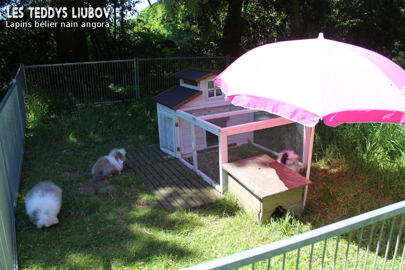 parc à lapin