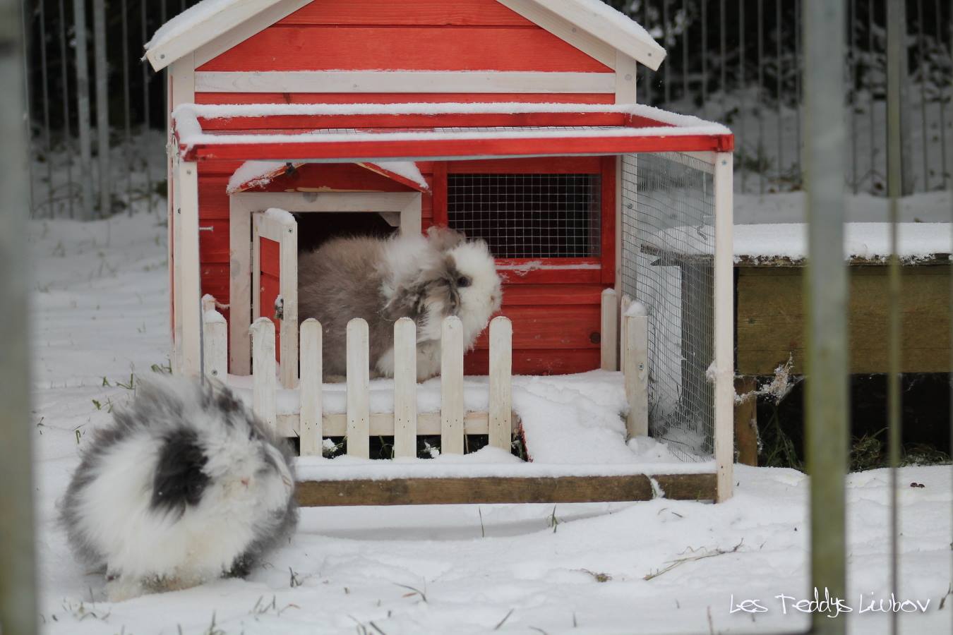 lapin dans la neige cabane