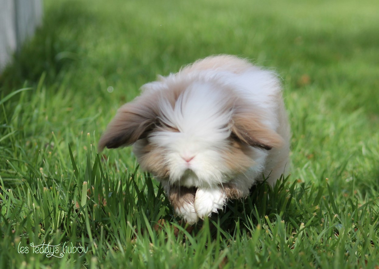 lapin angora