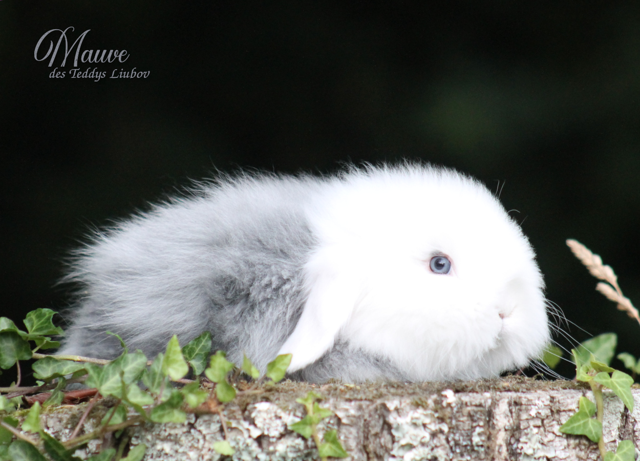 lapin bélier angora