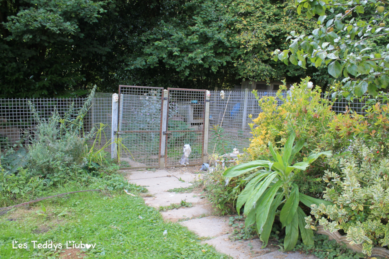 élevage lapin teddy widder angora
