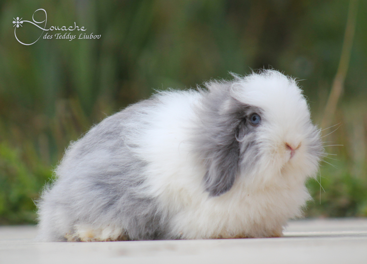 lapin bélier nain angora teddy