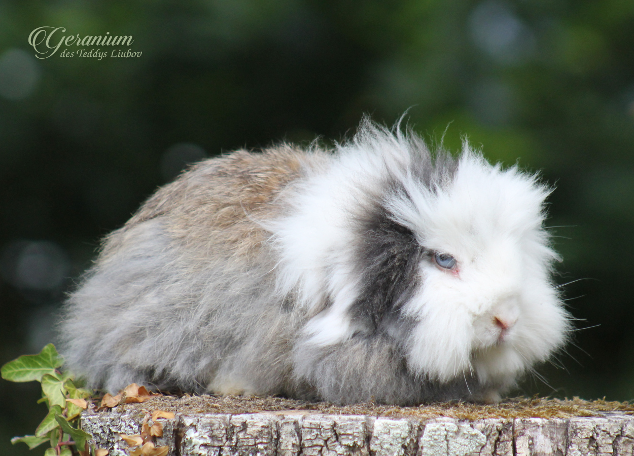 lapin angora garenne yeux bleus