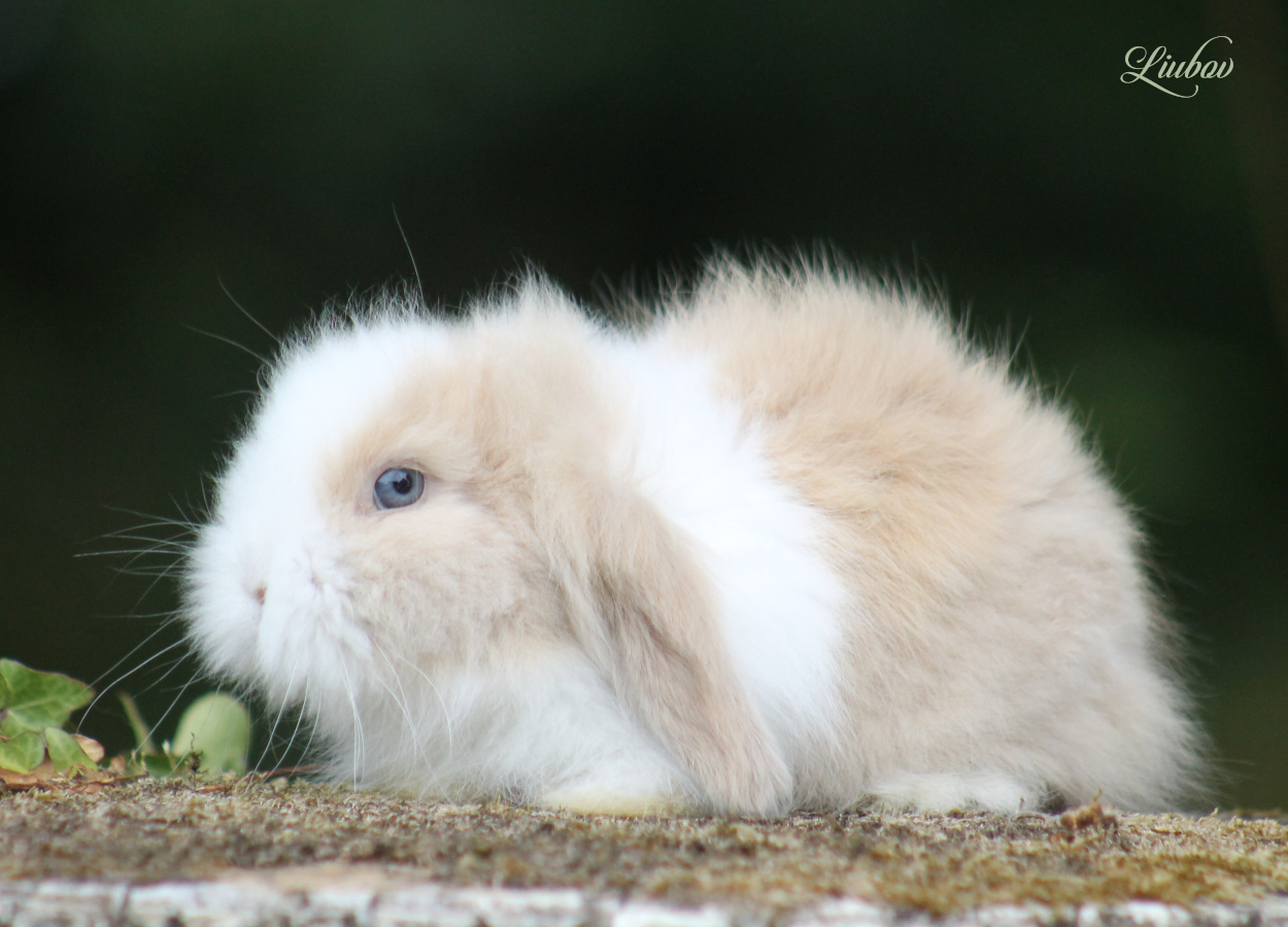 lapin