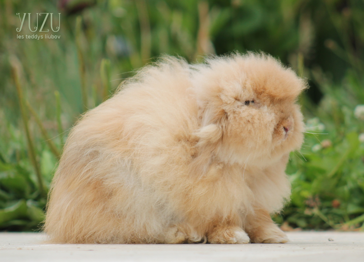 lapin angora bélier