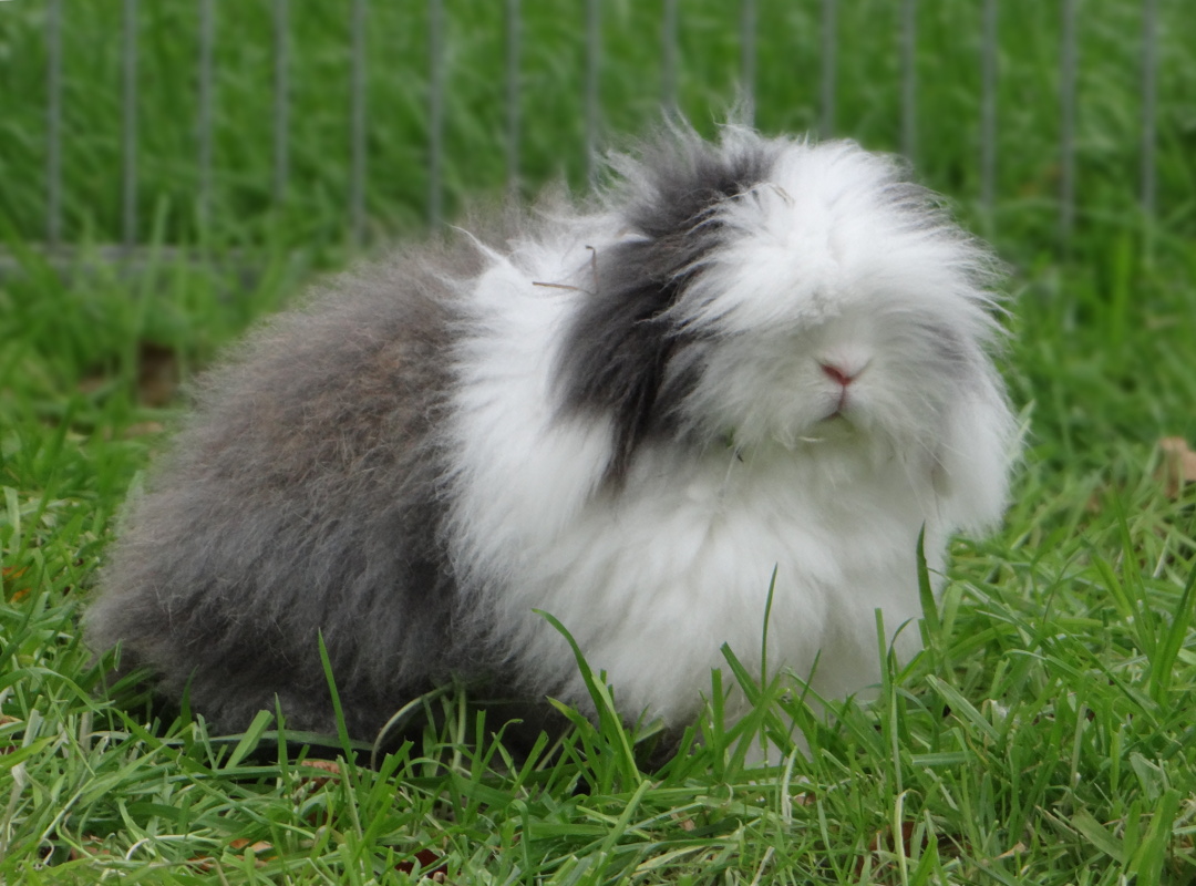 Lapin bélier nain angora