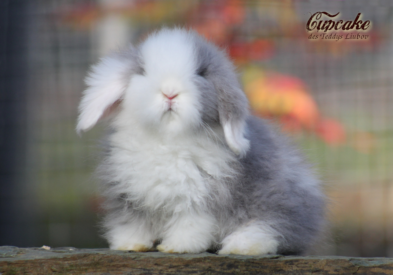 lapin bélier angora