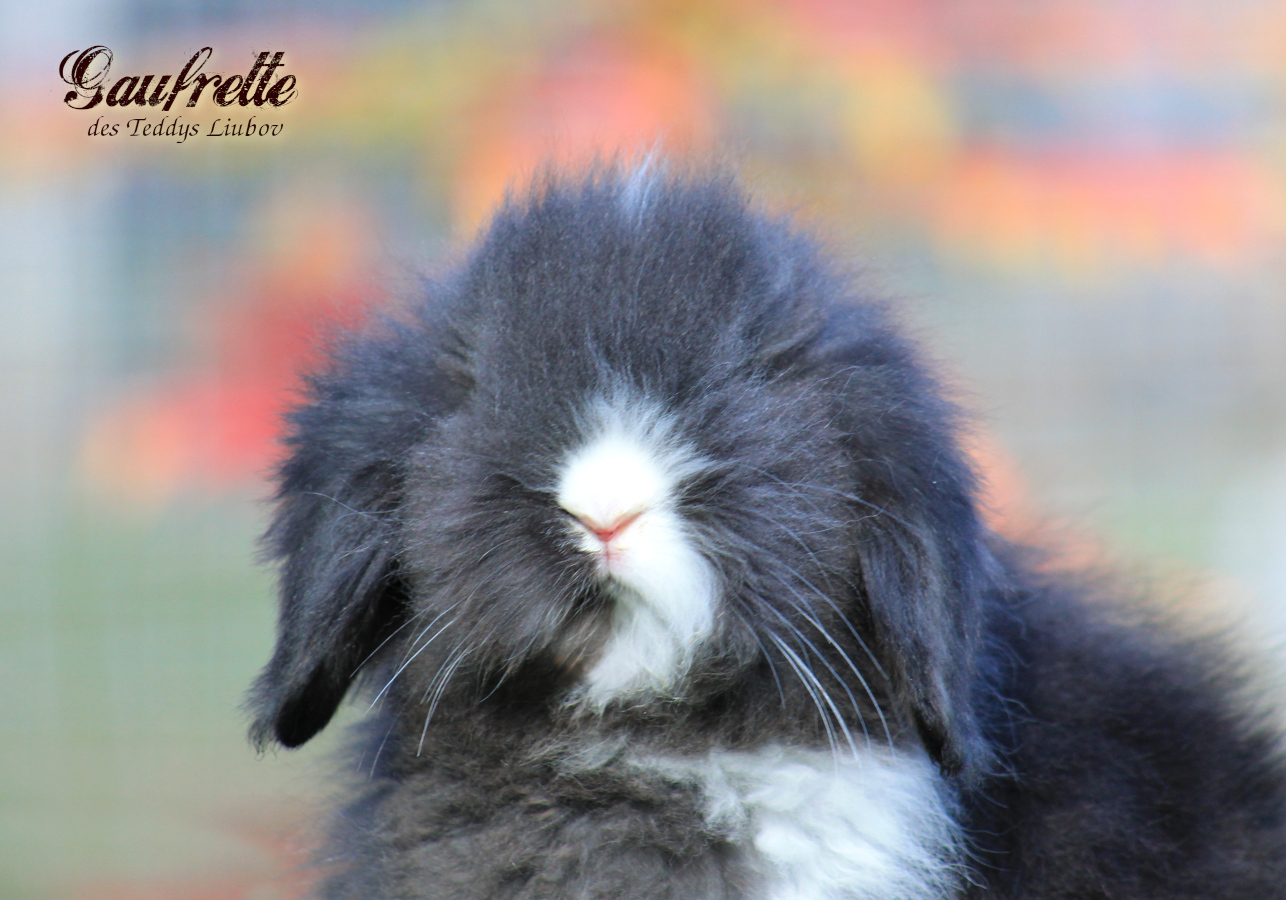 Lapin bélier angora