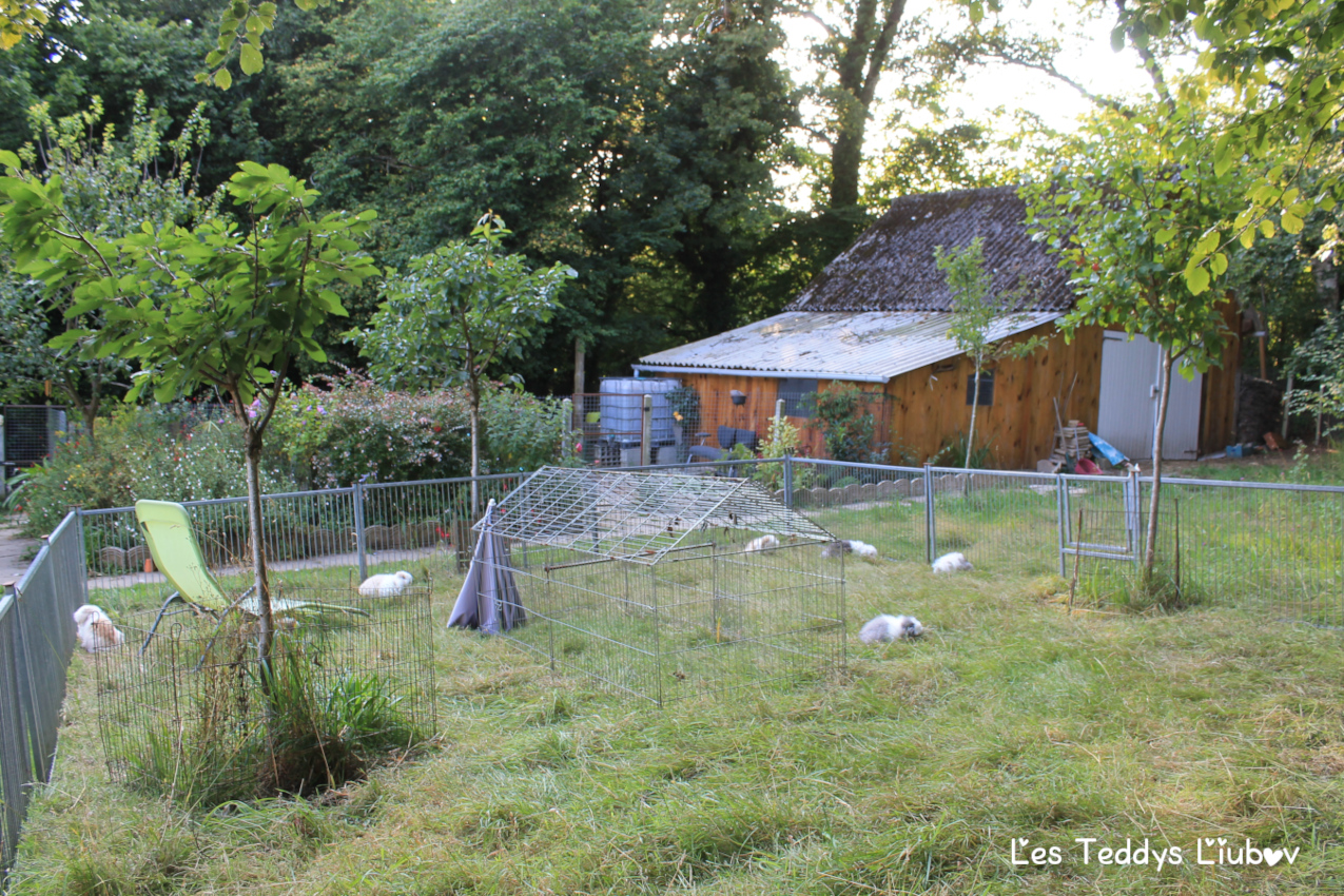 lapin à l herbe